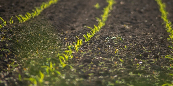 dotacje dla rolników